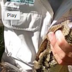 【画像】巨大ニシキヘビを捕獲、フロリダ州史上最大