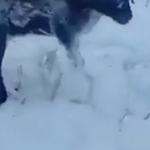 【閲覧注意】マイナス５３℃のロシア、動物たちが生きたまま凍ってしまう