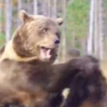 【衝撃動画】熊の喧嘩、ガチのマジで凄すぎる！！！！